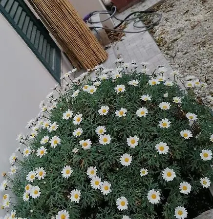 Il Giardino Di Maura - Aemme2 Penzion