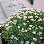 Il Giardino Di Maura - Aemme2 4* Recanati