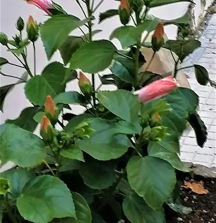 Il Giardino Di Maura - Aemme2 3* 雷卡纳蒂